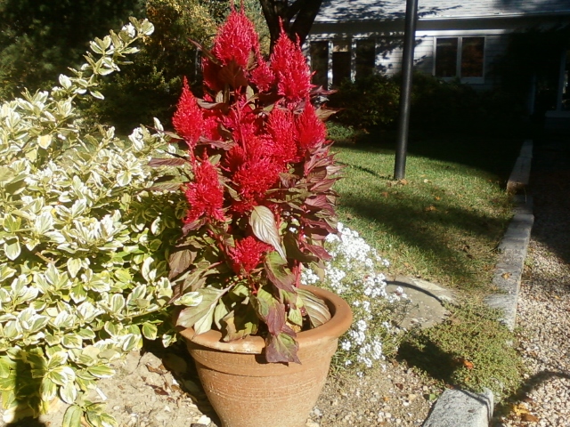 Celosia
