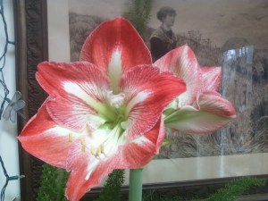 Amaryllis