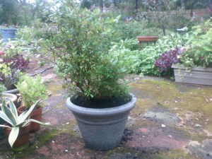 Sunshine Blue blueberry bush