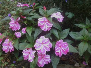 pinkandwhiteNewGuineasept3