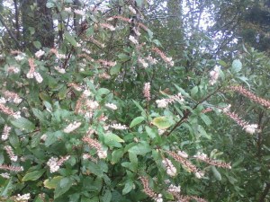 Clethra