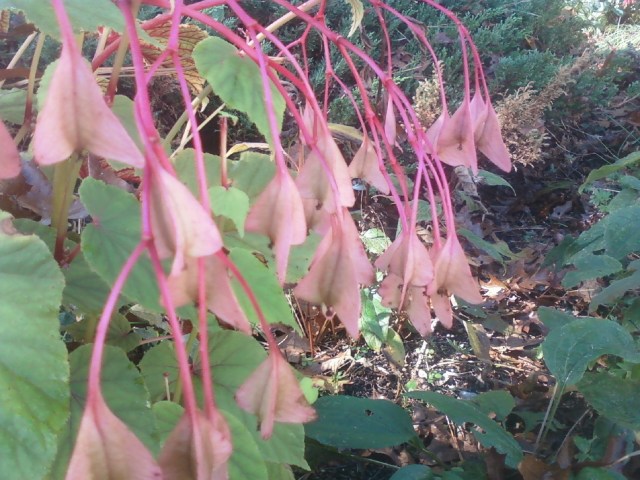 Unexpected fall beauty