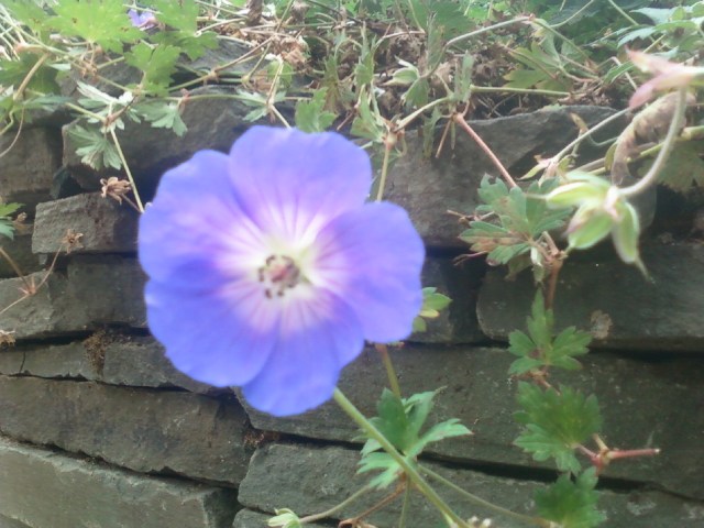 Captivating Geranium 'Rozanne'