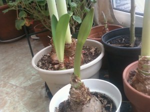 leaningtowardsthelight